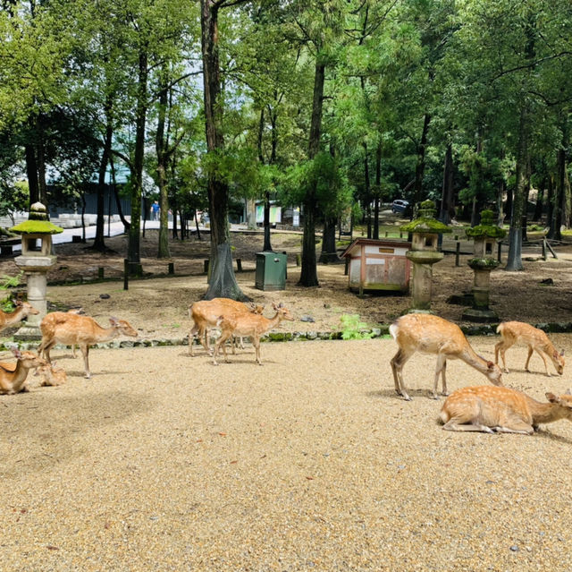 奈良公園の　鹿！！