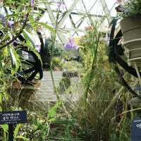 【韓国】約31000種類の植物が見られるソウル植物園🪴