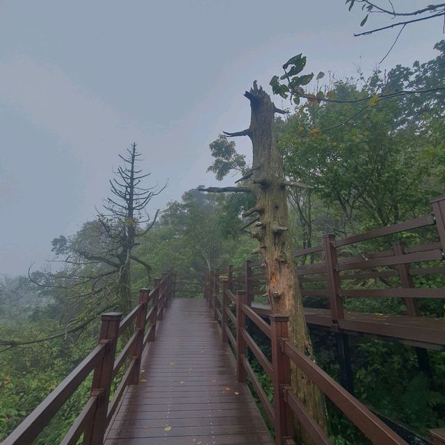 평창. 진부의 발왕산, 오대산 월정사 여행