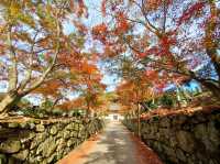 【興聖寺:京都府宇治市】秋には美しい紅葉が見れるお寺🍁