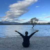 New Zealand most famous Tree: that Wanaka Tree
