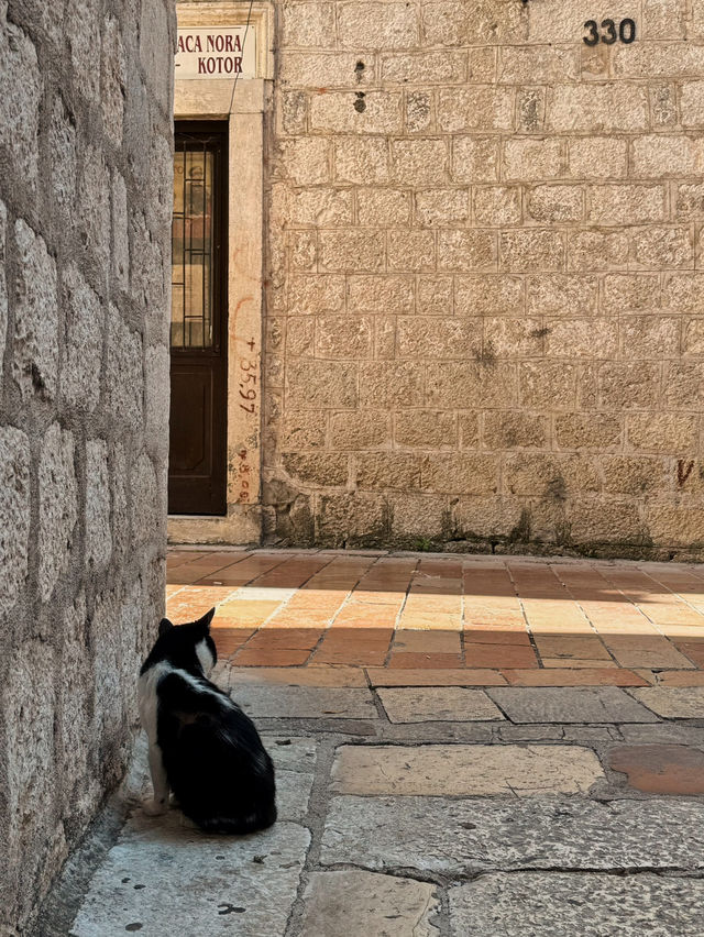【モンテネグロ🇲🇪】コトルは猫の街🐈🐈‍⬛🐈🐾