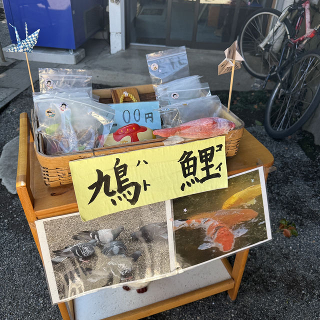 熊本市內景點 小富士山🗻日式庭院 水前寺成趣園🌳