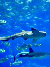 🐋 珠海長隆海洋王國：與海洋共舞的奇幻旅程