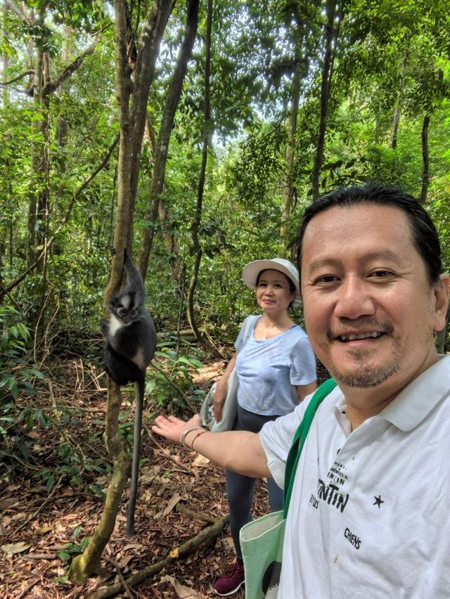 Encounter Orang Utan in Gunung Leuser National Park
