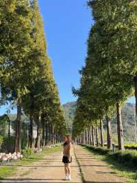 예산 가을여행 메타세콰이어길 추천해요 🌴