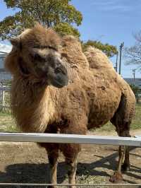 再次近距離親親小動物🦘🐑🐫