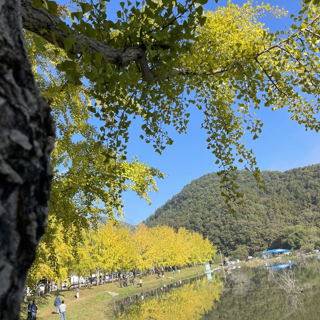 Mungwang Reservoir Ginkgo Tree Road korea  