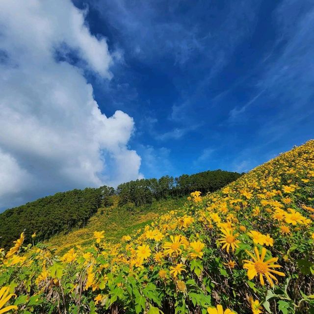 เทศกาลทุ่งดอกบัวตอง ตำบลแม่อูคอ แม่ฮ่องสอน🌼