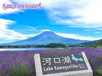 ทุ่งดอกลาเวนเดอร์ Kawaguchiko