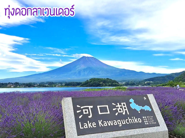 ทุ่งดอกลาเวนเดอร์ Kawaguchiko