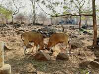 Baluran National Park
