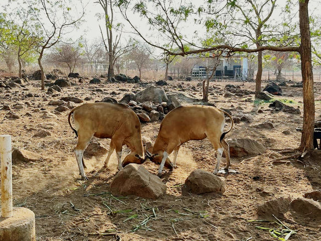 Baluran National Park