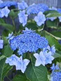 名古屋一日遊：花海＋溫泉