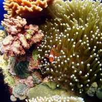 Diving in Philippines