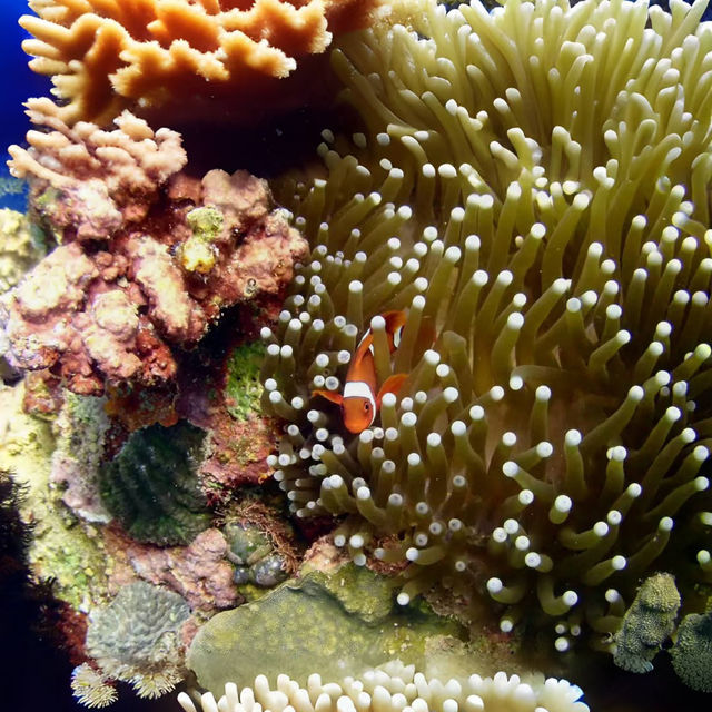 Diving in Philippines