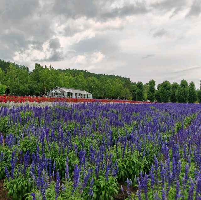 Flowering your summer in Hokkaido with Lavender, Melons