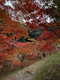 【山口観光】今が見頃の東行庵の紅葉🍁