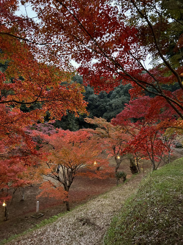 【山口観光】今が見頃の東行庵の紅葉🍁