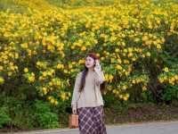 🌼 ทุ่งดอกบัวตองที่ใหญ่ที่สุดในไทยบานแล้ว