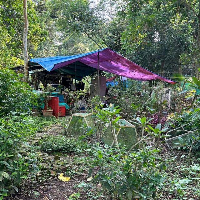 Bukit Brown Cemetery