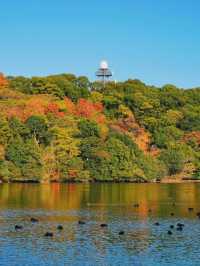 景點推薦：山田池公園——秋日賞紅葉的秘境