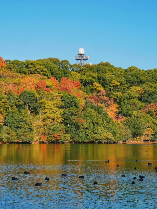 景點推薦：山田池公園——秋日賞紅葉的秘境