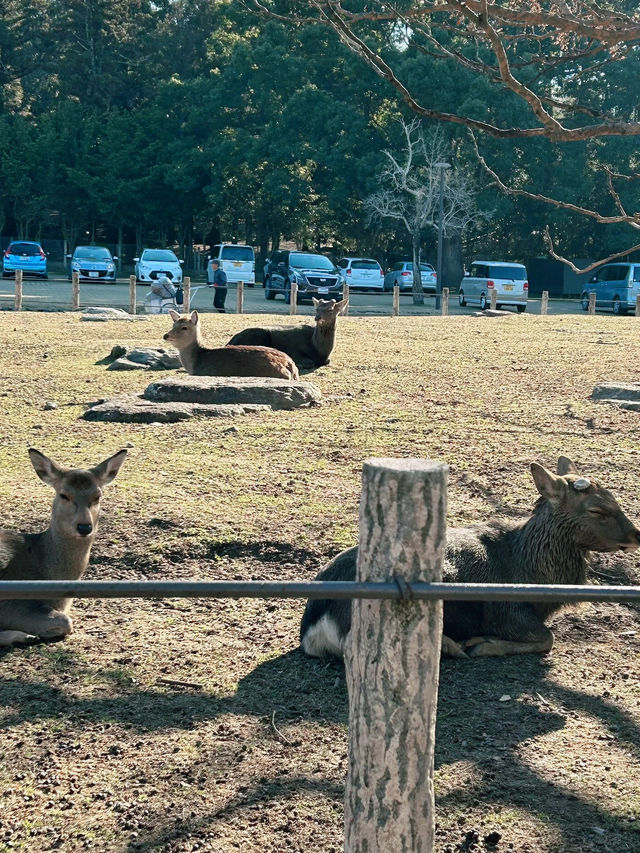 大阪｜奈良公園｜與小鹿互動🦌