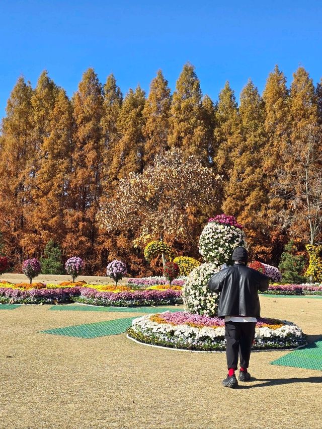 매년 가을이 오면 생각날것 같은 청남대🤎