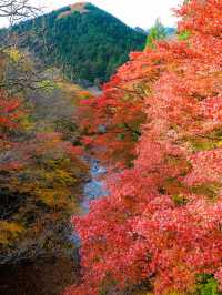 📍 【栃木】鹿沼市の彩る紅葉