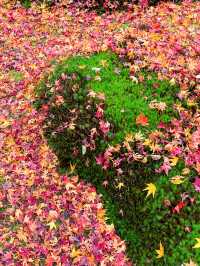 苔と紅葉が美しい草庵🥹🍁🌿京都・祇王寺🌿🍁