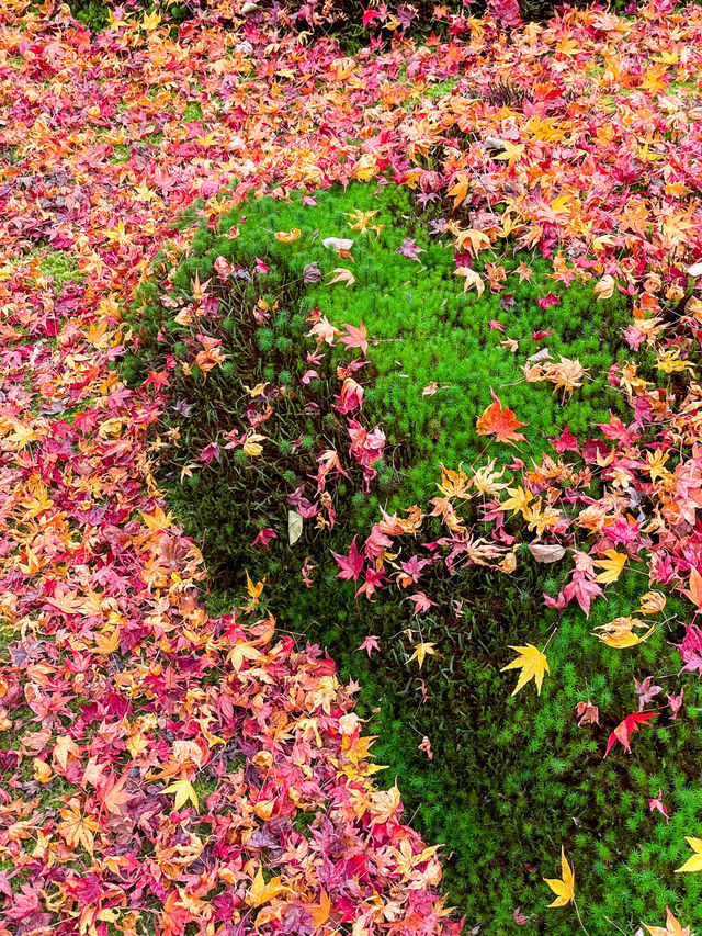 苔と紅葉が美しい草庵🥹🍁🌿京都・祇王寺🌿🍁