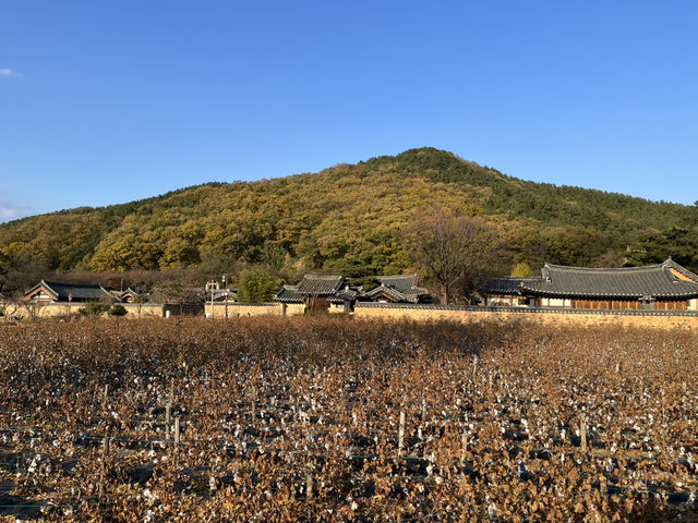 🇰🇷大邱✈️南平文氏本里世居地仁興村인흥마을