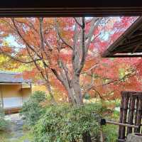 好古園〔双樹庵〕品茶賞楓，悠然古韻。