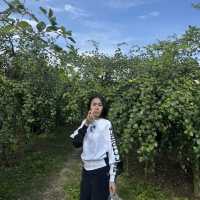 สวนพุดซานมสดของแทร่ วังน้ำเขียว🍏