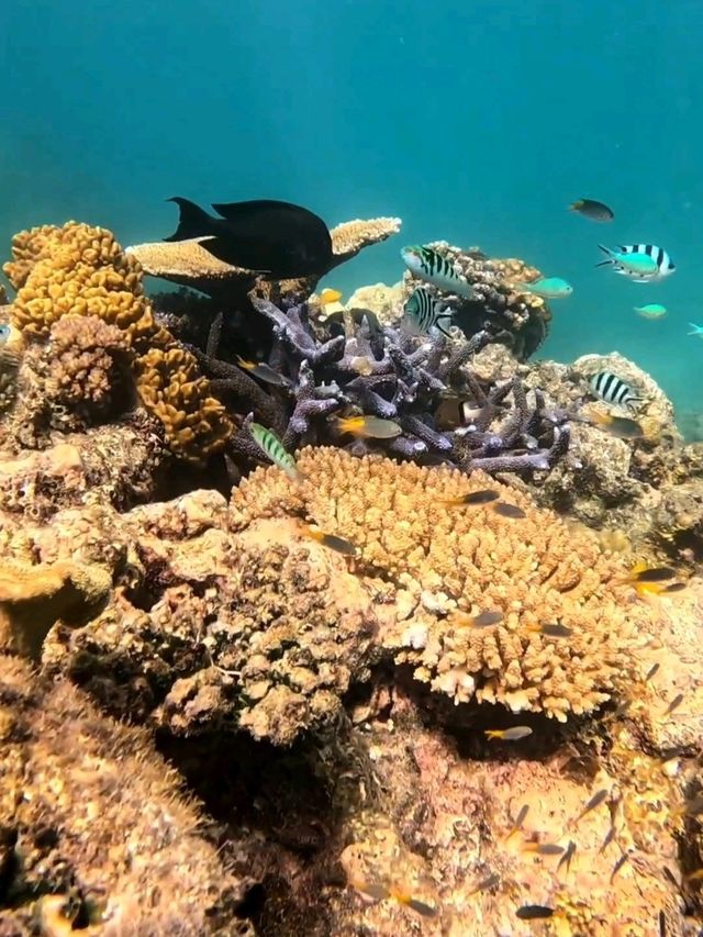 ケアンズから行く、グリーン島