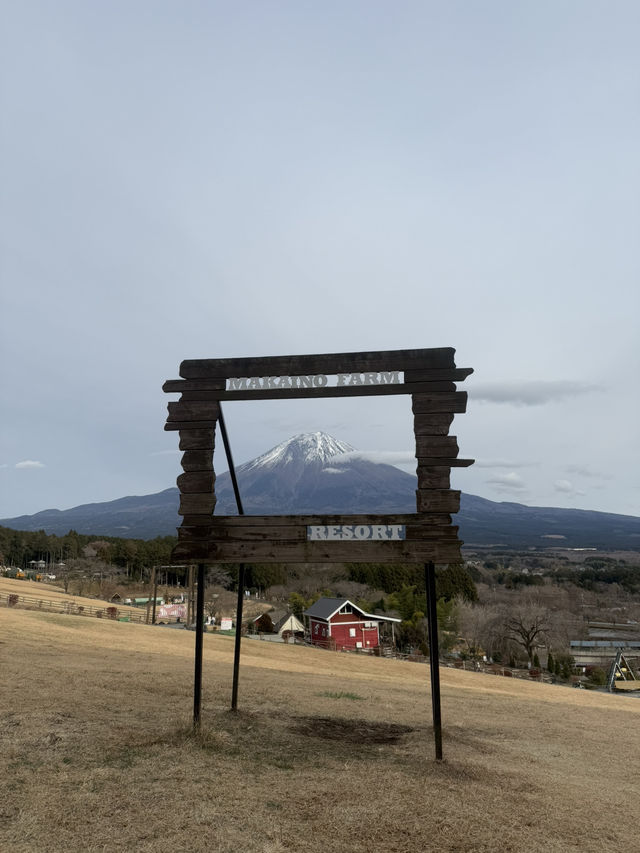 富士山超有名打卡點去一個地方就能拍到 - 馬飼野牧場 🐮