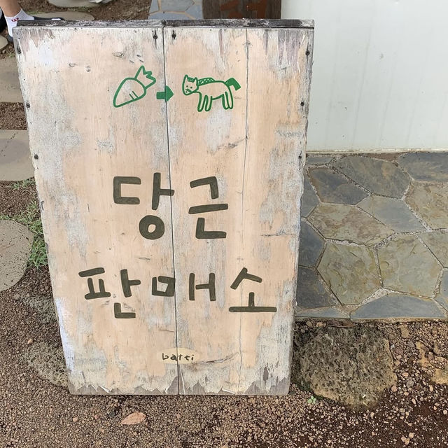 【韓国】チェジュ島にある牧場カフェで素敵な体験🐴🍦