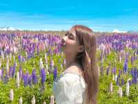 紐西蘭絕美的魯冰花海