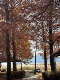 Suncheon Bay Reserve ชุนชอน