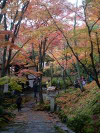 🍁 秋色に染まる常寂光寺で心ほどけるひととき 🍁