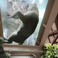 kobe animal kingdom สวนสัตว์ในร่ม แต่สัตว์เยอะมาก