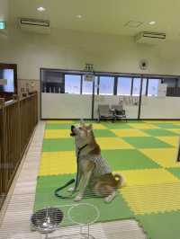 【秋田大館観光】秋田犬の里