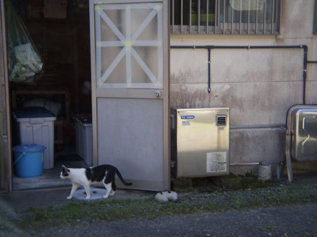 屋久島突貫旅