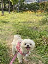 🐾강아지의 천국 부산시민공원🌳