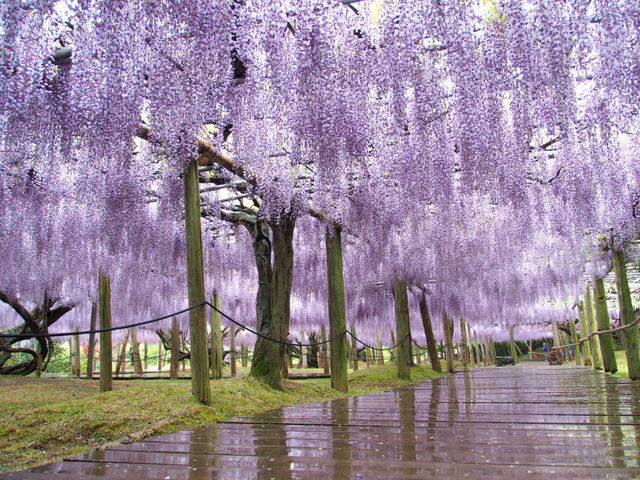 ☾︎北九州☽︎ 美しすぎる藤のトンネル