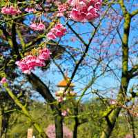 Taiwan’s Hidden Gems: Chasing Cherry Blossoms & Coastal Wonders