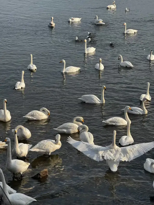 🕊️✨ รีวิวดูนกนางนวลที่ Weihai, China 