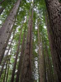 Hidden wonders beyond Apollo Bay