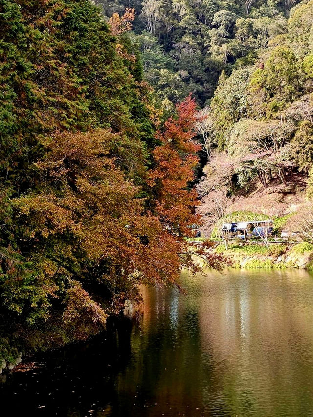 在杉林溪的銀杏湖、金黃樹海耍浪漫